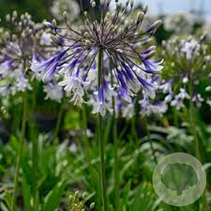 Agapanthus Fireworks GM P9