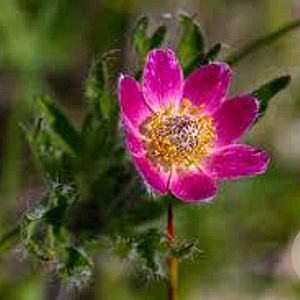 Anemone m. 'Annabella Deep Rose' GM P9