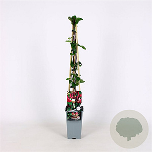 Lonicera per. 'Serotina' 70 cm 2,0L