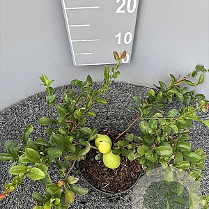 Chaenomeles sup. 'Red Trail' 40-50 cm 2,0L