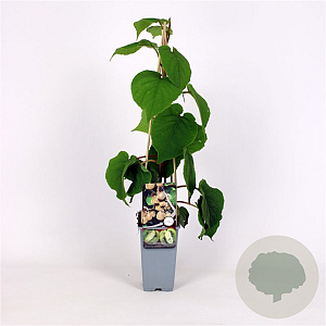 Actinidia deliciosa Solissimo 70 cm 2,0L