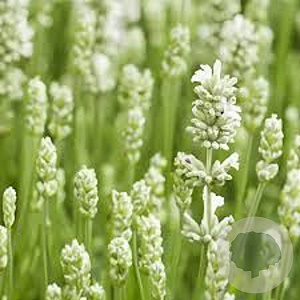 Lavandula ang. 'Hidcote White' GM P9 BIO