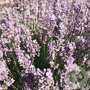 Lavandula ang. 'Miss Katherine' GM P9 BIO