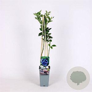 Vaccinium c. 'Goldtraube 71' 70 cm 2,0L