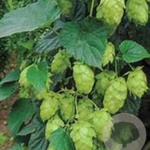 Humulus l. Challenger GM 2,0L