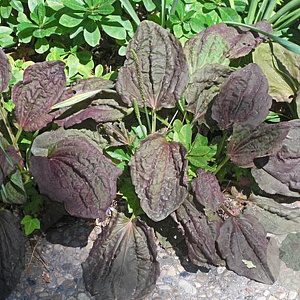 Plantago major 'Atropurpurea' GM P13 Biologisch