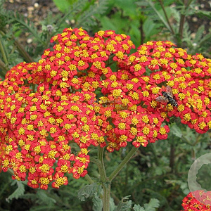Achillea 'Walther Funcke' GM P9 BIO