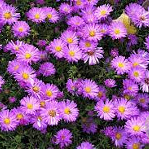 Aster (D) 'Heinz Richard' GM P9 BIO