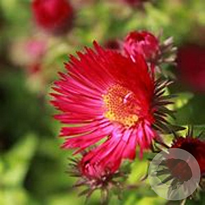 Aster n.-a. 'Septemberrubin' GM P9 BIO