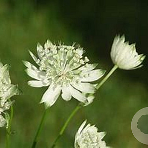 Astrantia maj. 'Superstar' GM P9 BIO