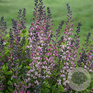 Baptisia 'Pink Truffles' GM P9 BIO
