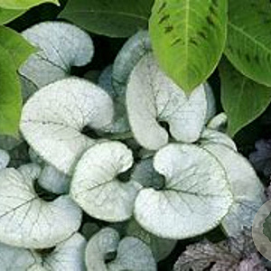 Brunnera macr. 'Looking Glass' GM P9 BIO