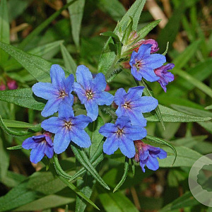 Buglossoides purpurocaerulea GM P9 BIO