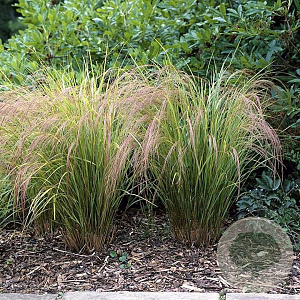 Calamagrostis arundinacea GM P9 BIO