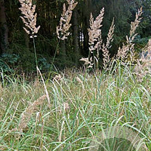 Calamagrostis epigejos GM P9 BIO