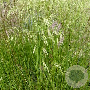 Deschampsia cesp. 'Waldschratt' GM P9 BIO