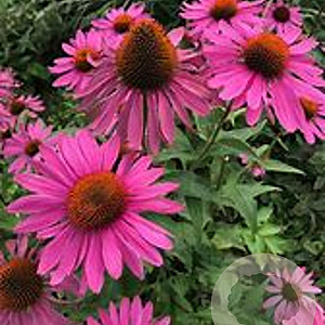 Echinacea p. 'JSROHO' GM P9 BIO