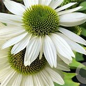 Echinacea p. 'Virgin' GM P9 BIO