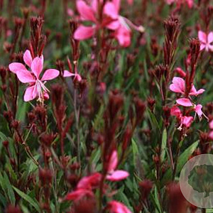 Gaura l. 'Blaze' GM P9 BIO