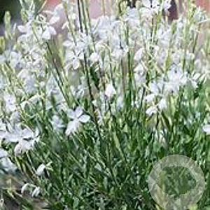 Gaura l. 'Snowbird' GM P9 BIO