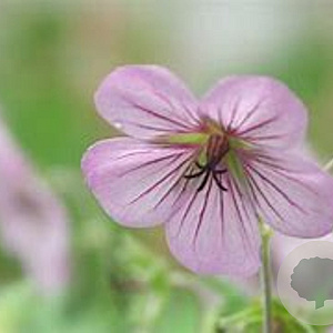 Geranium 'Joy' GM P9 BIO