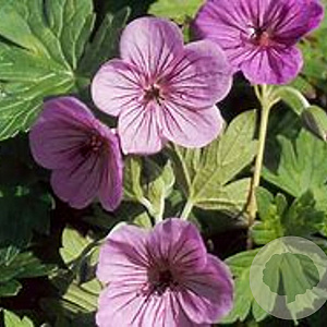 Geranium w. All Summer Joy GM P9 BIO