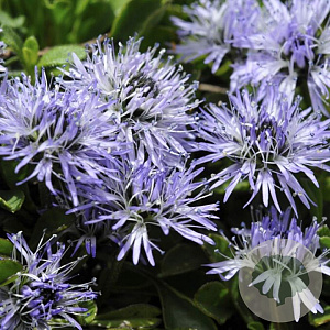 Globularia punctata GM P9 BIO