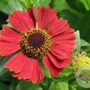 Helenium 'Dunkle Pracht' GM P9 BIO