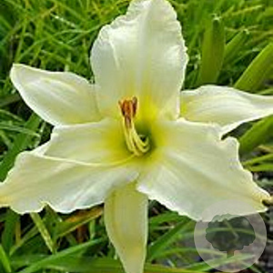 Hemerocallis 'Iron Gate Glacier' GM P9 BIO