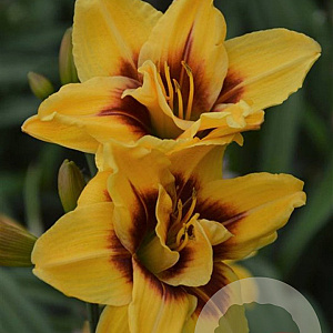 Hemerocallis 'Mount Helena' GM P9 BIO