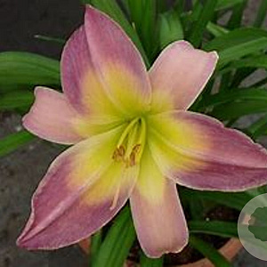 Hemerocallis 'Nile Crane' GM P9 BIO