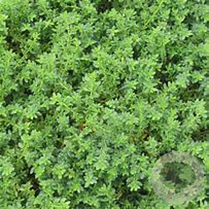 Herniaria glabra GM P9 BIO