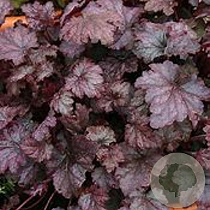 Heuchera 'Amethyst Myst' GM P9 BIO
