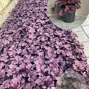 Heuchera 'Forever Purple' GM P9 BIO