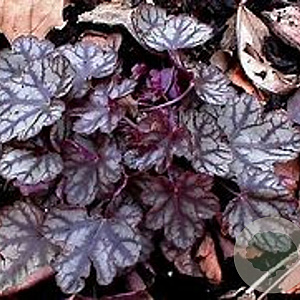 Heuchera 'Jade Gloss' GM P9 BIO