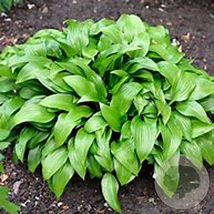 Hosta clausa normalis GM P9 BIO