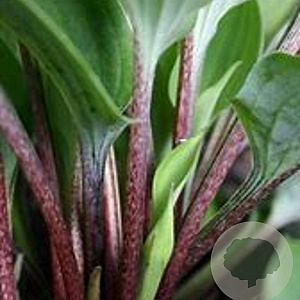 Hosta 'Red Cadet' GM P9 BIO