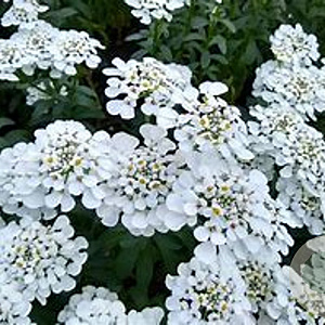 Iberis 'Masterpiece' GM P9 BIO