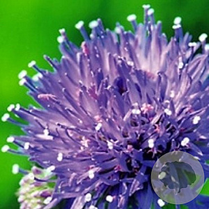 Jasione laevis GM P9 BIO