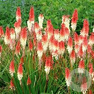 Kniphofia 'Orange Vanilla Popsicle' GM P9 BIO
