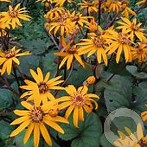 Ligularia d. 'Desdemona' GM P9 BIO