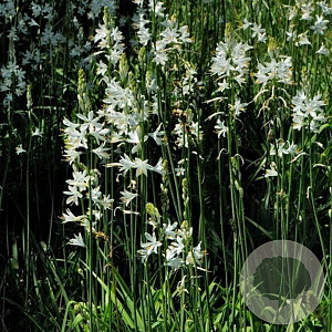 Paradisea lusitanica GM P9 BIO