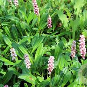 Persicaria aff. 'Donald Lowndes' GM P9 BIO