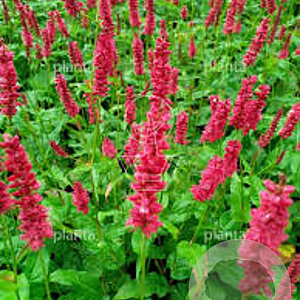 Persicaria a. 'Dark Red' GM P9 BIO
