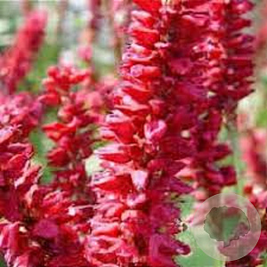 Persicaria a. 'JS Calor' GM P9 BIO