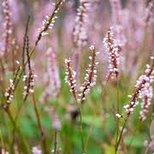 Persicaria a. 'JS Misty Morning' GM P9 BIO