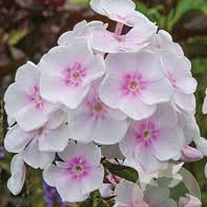 Phlox (P) 'Monica Lynden-Bell' GM P9 BIO