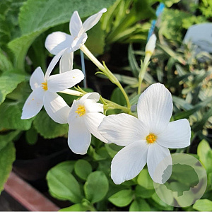 Phlox stolon. 'Alba' GM P9 BIO