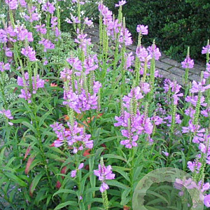 Physostegia v. 'Rosea' GM P9 BIO