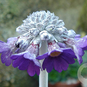 Primula capitata mooreana GM P9 BIO